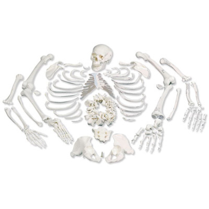 A05/1 - Model cel lidsk kostry bez kloub s lebkou rozdlenou na 3 sti