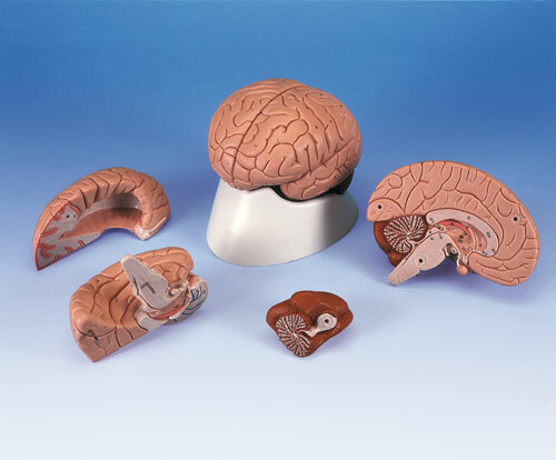 C16 - Model mozku