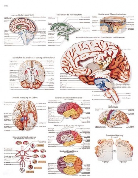 VR1615UU - Lidsk mozek