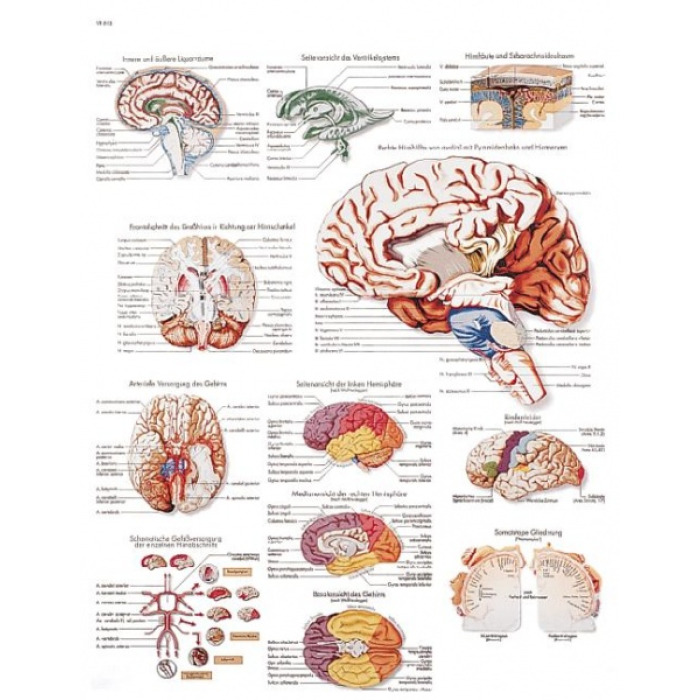 VR1615UU - Lidsk mozek