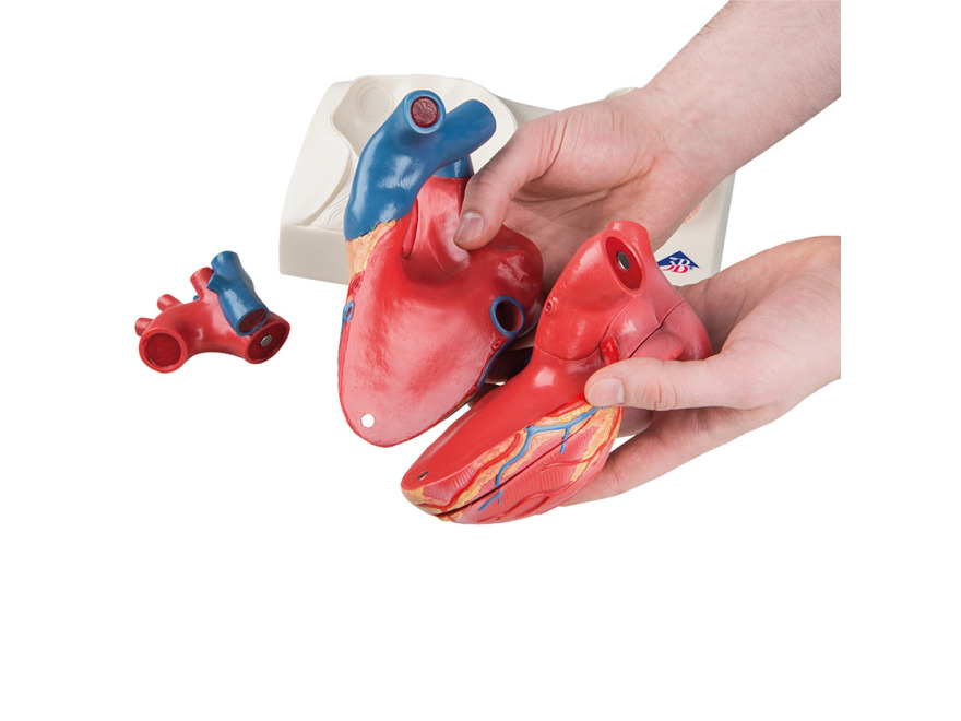 G01 - Magnetický model srdce, životní velikost, 5 částí