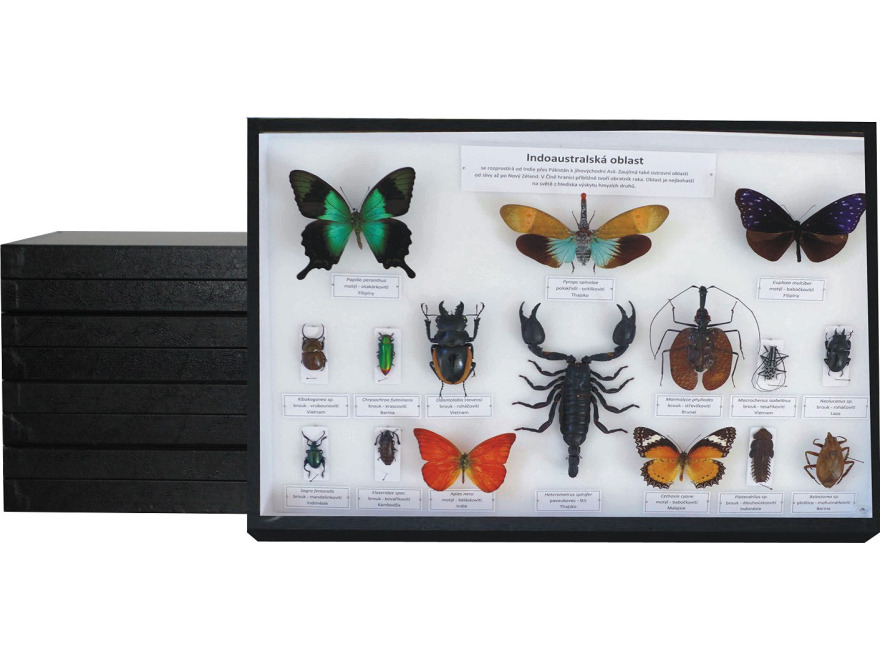 Sbrka svtovho hmyzu - (5 krabic)