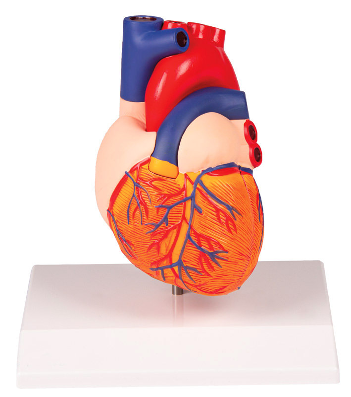 G310 - Model srdce v ivotn velikosti, 2 sti