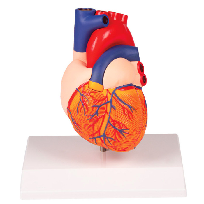 G310 - Model srdce v ivotn velikosti, 2 sti