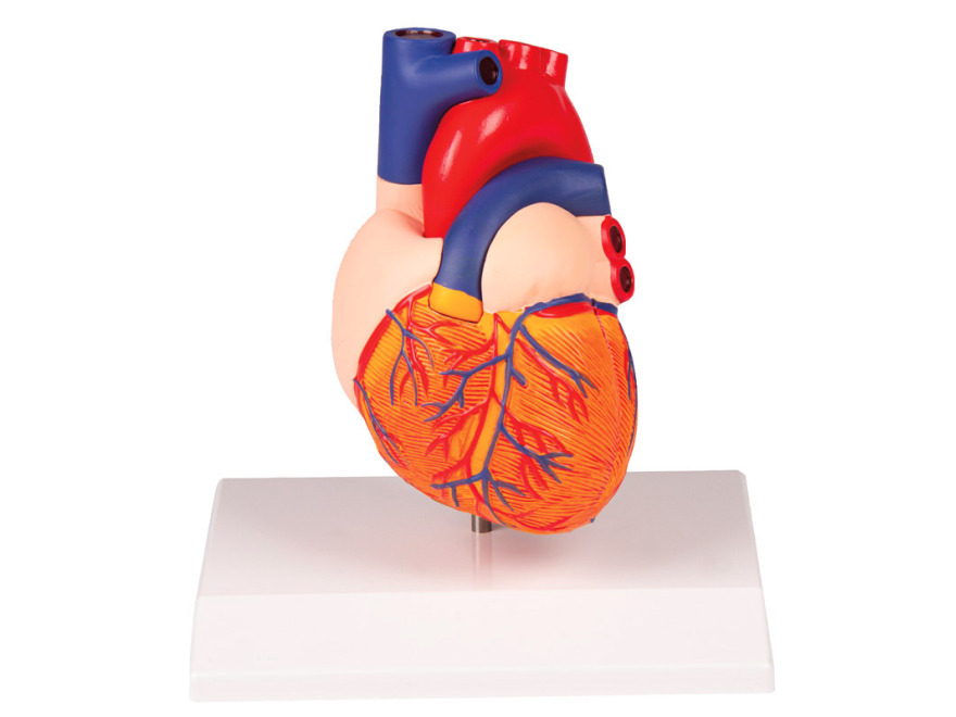 G310 - Model srdce v životní velikosti, 2 části